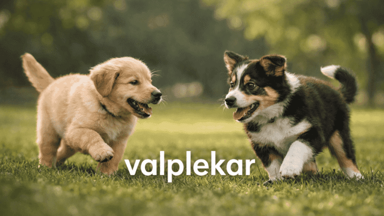 valplekar and the overlooked role of play in shaping stable, social dogs