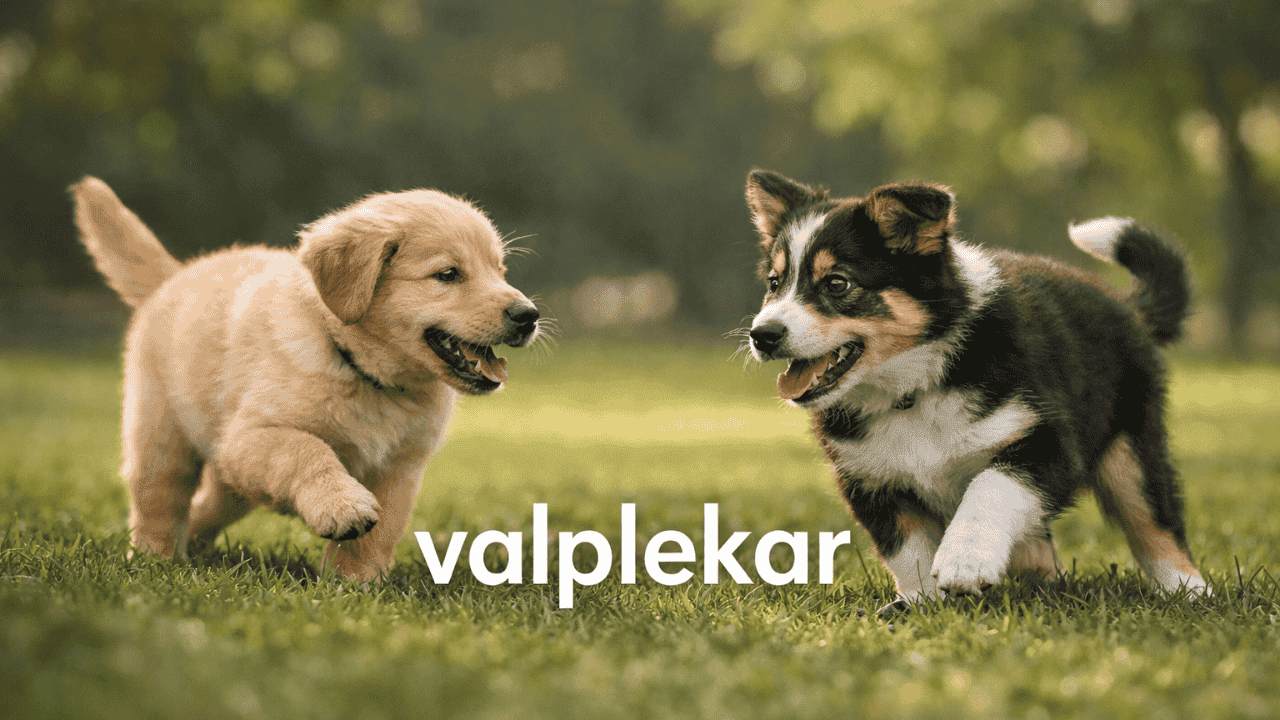 valplekar