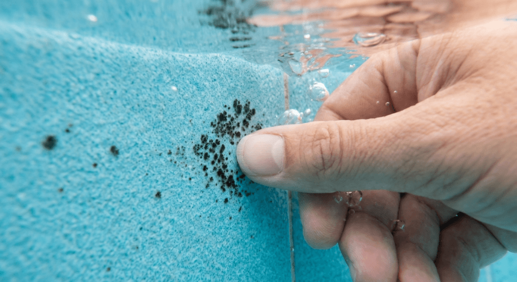How to Identify, Treat, and Prevent Black Algae in Your Pool