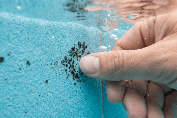 How to Identify, Treat, and Prevent Black Algae in Your Pool